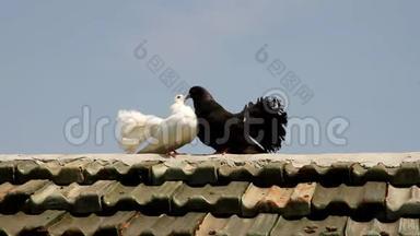 白色和黑色的鸽子在屋顶上咕咕叫。 鸽子-和平的象征